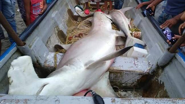 Tiburón martillo habría muerto tras pesca incidental en Los Córdobas. Foto: cortesía.