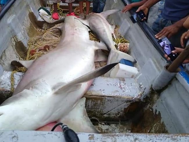 Tiburón martillo habría muerto tras pesca incidental en Los Córdobas. Foto: cortesía.