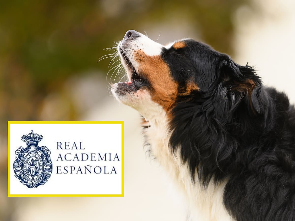 ¿Se dice ‘el perro late’ o ‘el perro ladra’? Así se pronuncia correctamente, según RAE