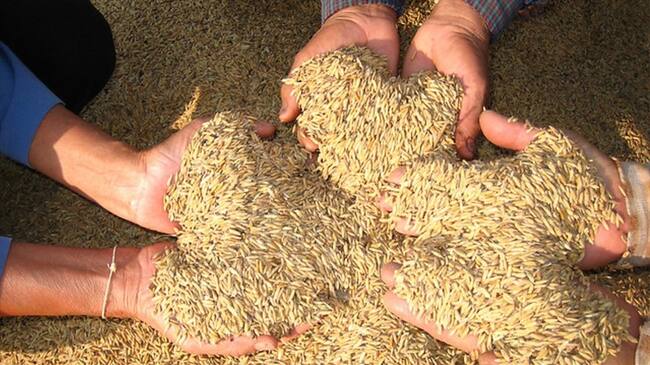 Desde agosto, arroceros del llano podrán acceder al incentivo para el almacenamiento. Foto: Colprensa