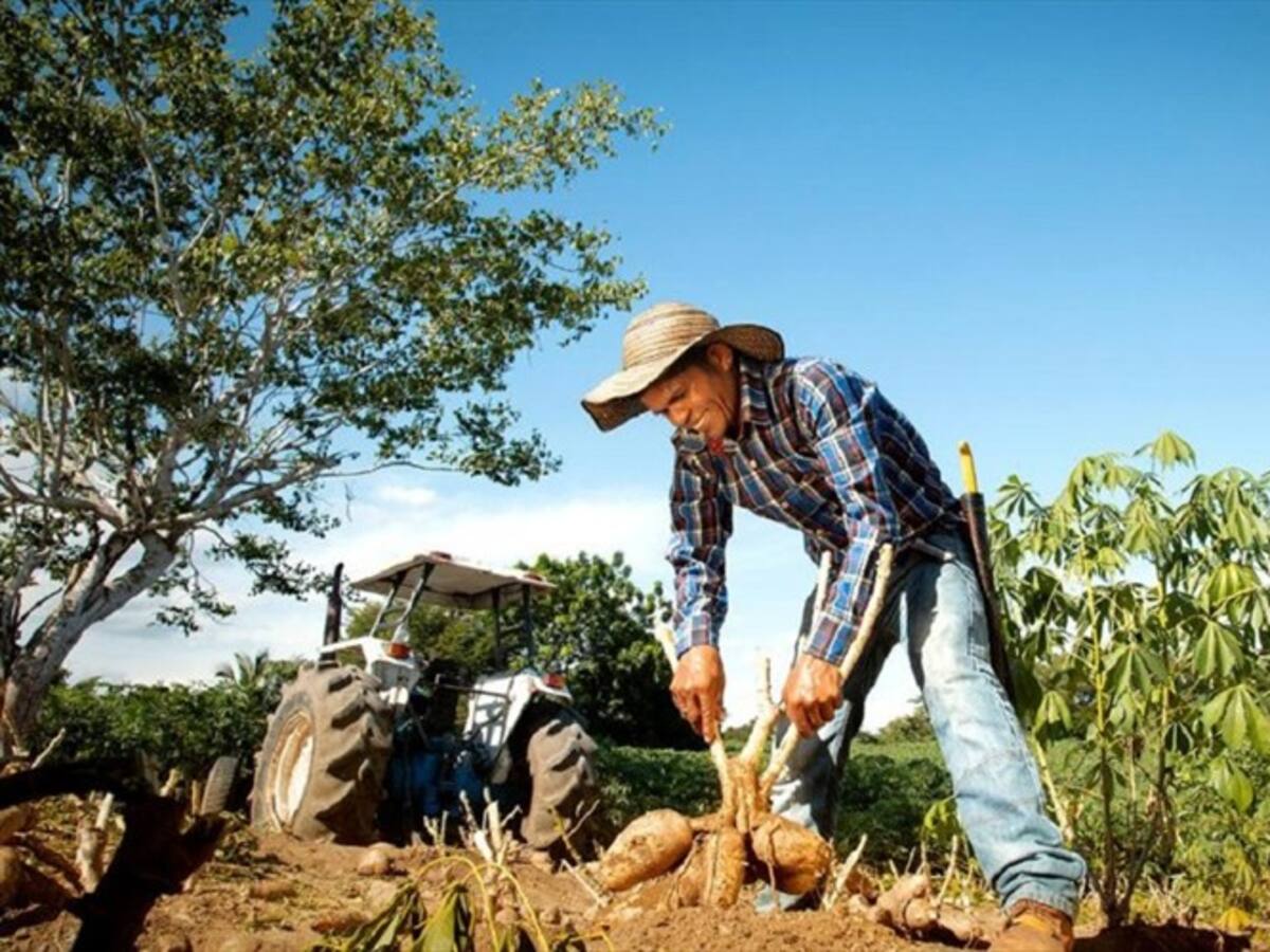 NATIVA: Una Cerveza de Bavaria a base de yuca cultivada en el Caribe Colombiano