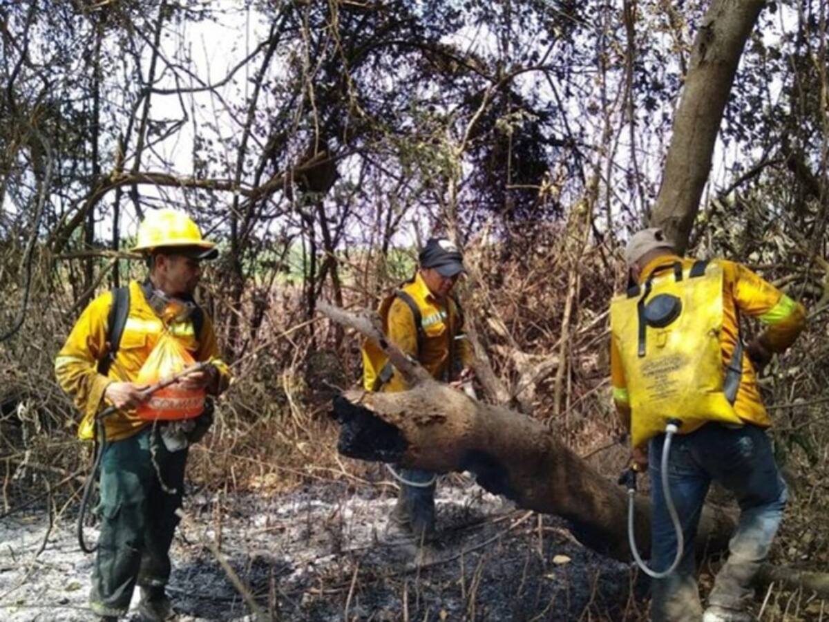Dos incendios forestales se registraron en el parque Isla Salamanca