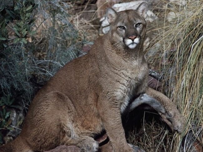 Imagen de referencia. Foto: Getty Images