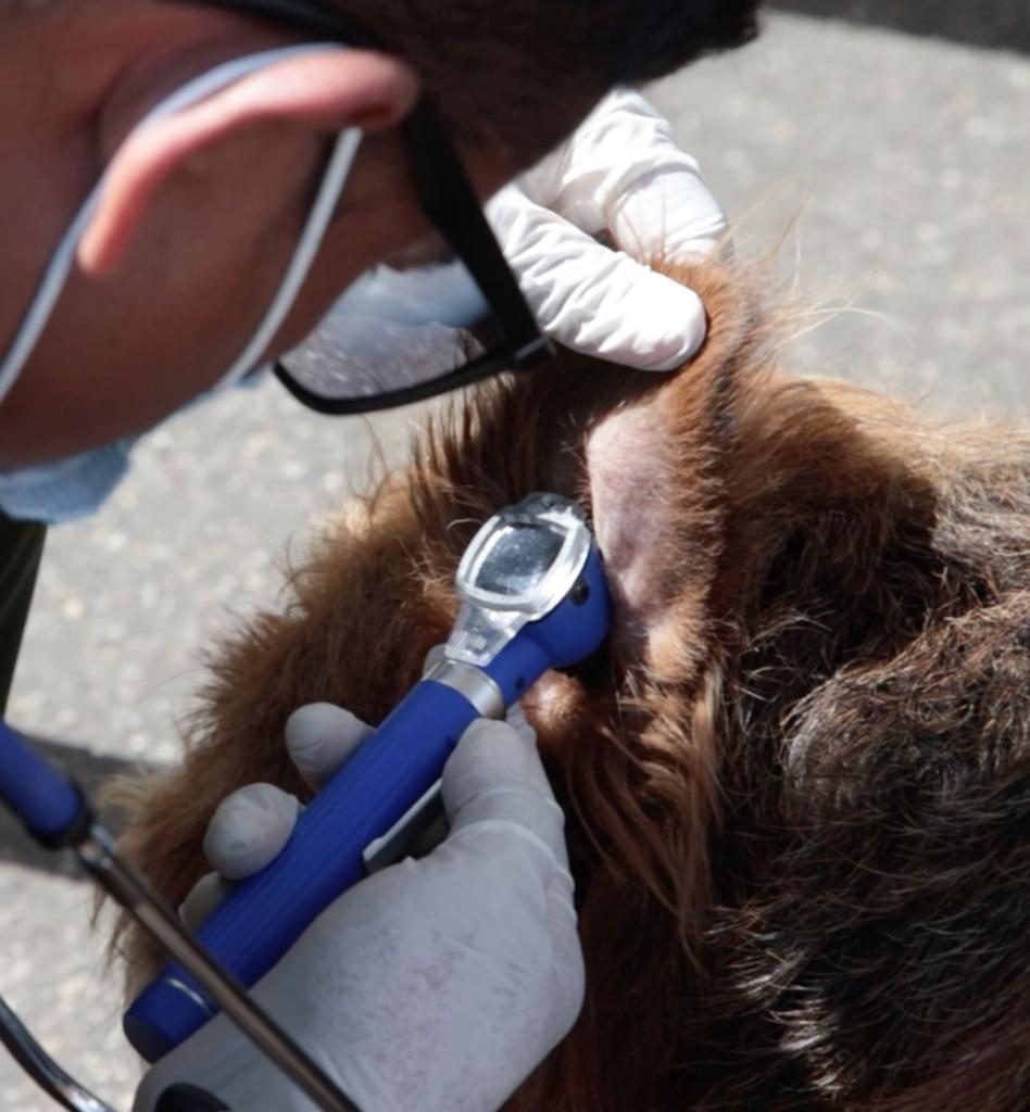 Examen a perros por moquillo. Foto: Alcaldía de Bogotá