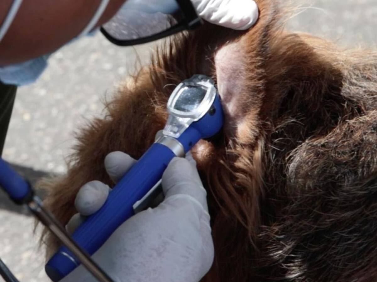 Alcaldía de Bogotá mantendrá medidas ante aumento de moquillo en perros