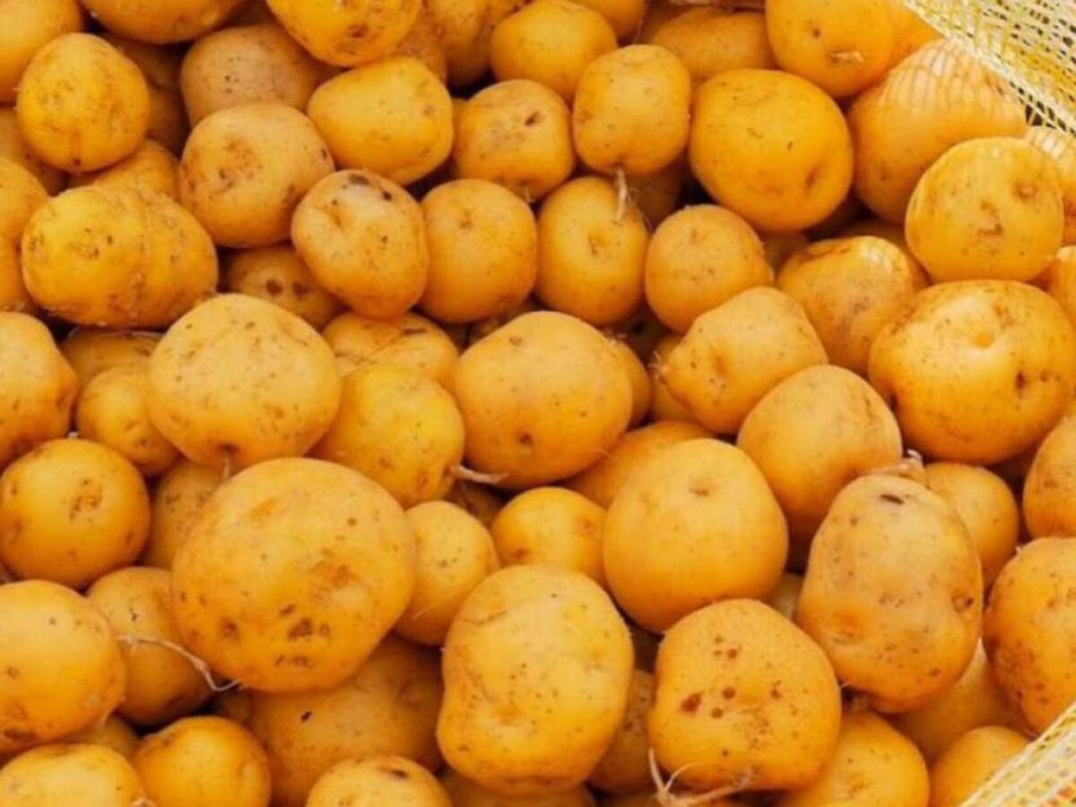 Ni Perú ni Ecuador: Colombia en top 5 de mejores papas del mundo; Se usa en famoso plato bogotano