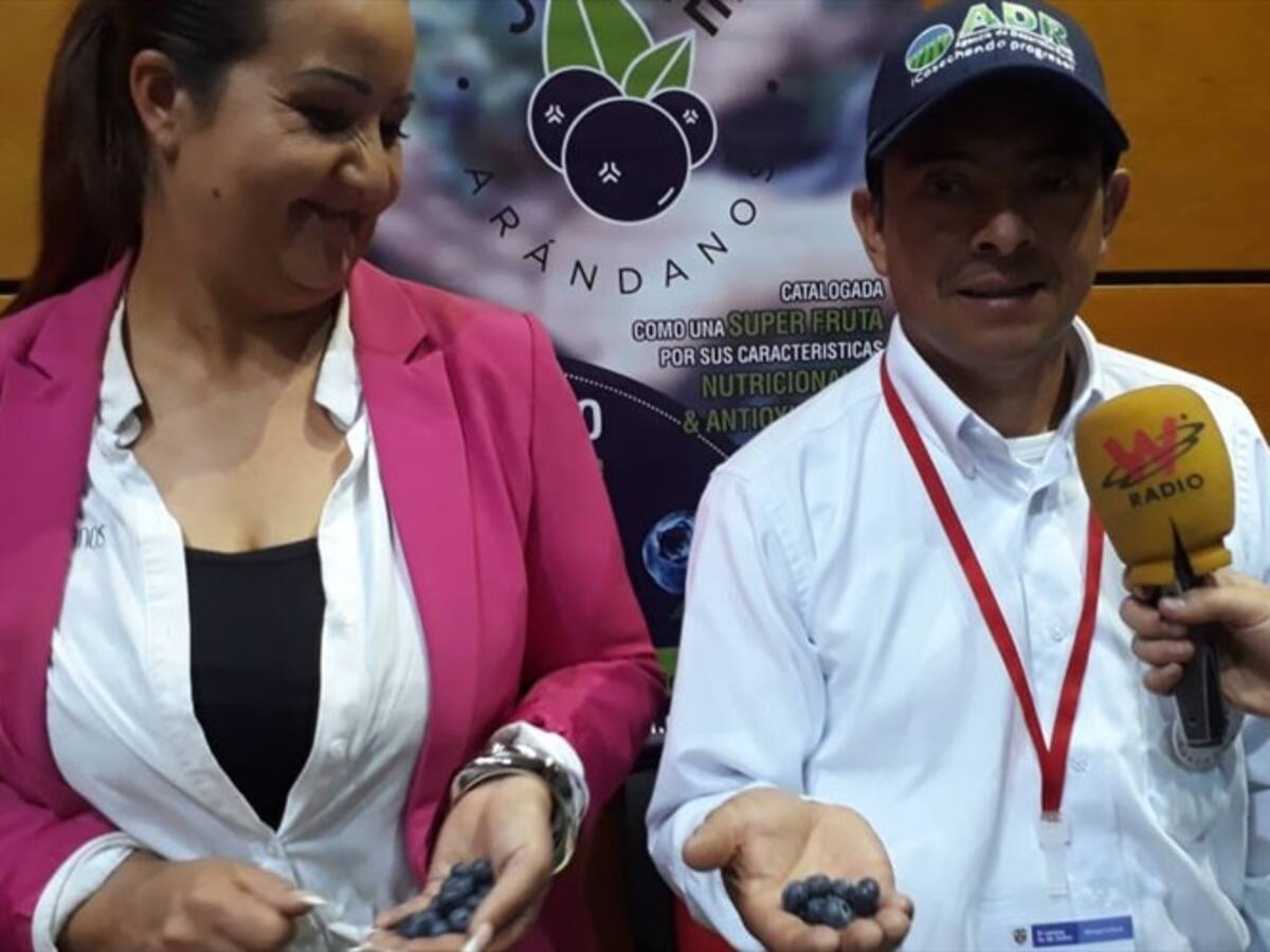 Arándano boyacense se afianza en 11 municipios y llega a mercados de EEUU y Unión Europea