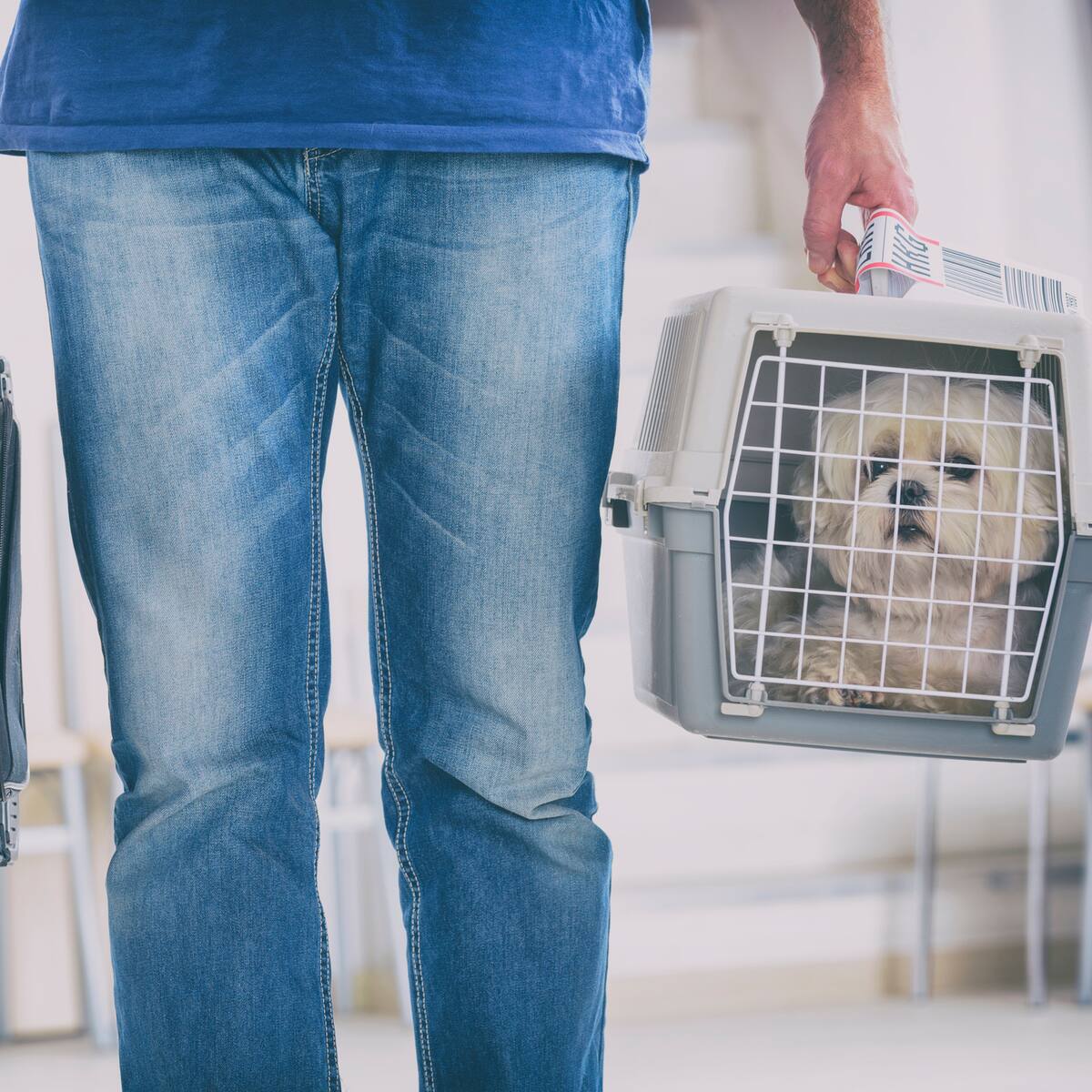 Perro muere en vuelo Tolú - Medellín; Satena respondió