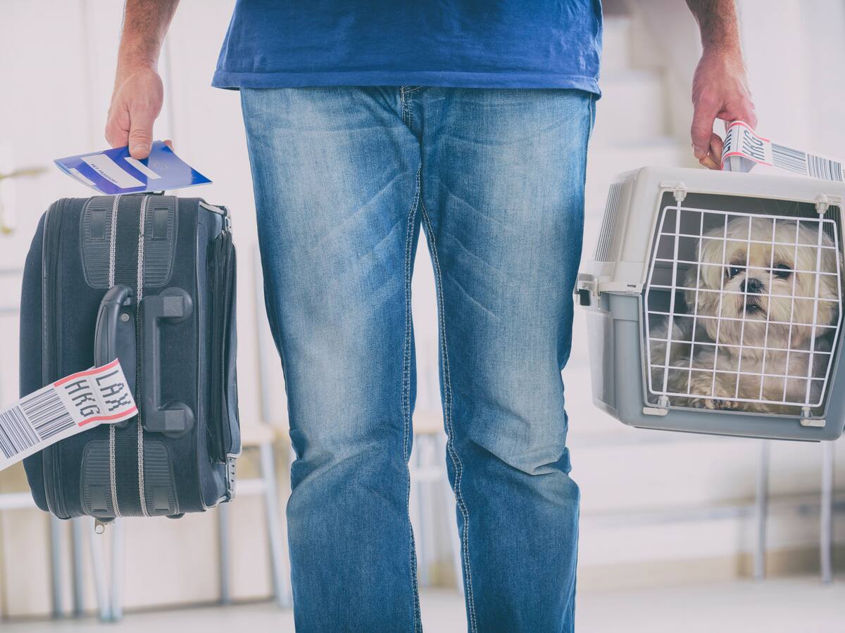 Perro muere en vuelo Tolú - Medellín; Satena respondió