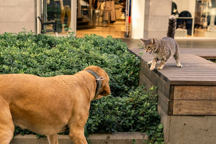 Perros y gatos. Foto: Getty Images