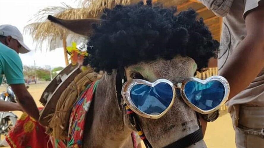 Foto del Festival del Burro. Foto: Cortesía