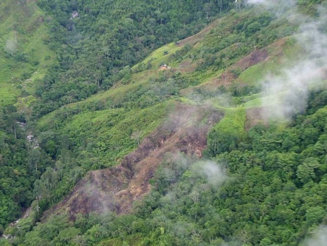 Colombia perdió 219.973 hectáreas de bosque en 2017. Foto: Colprensa