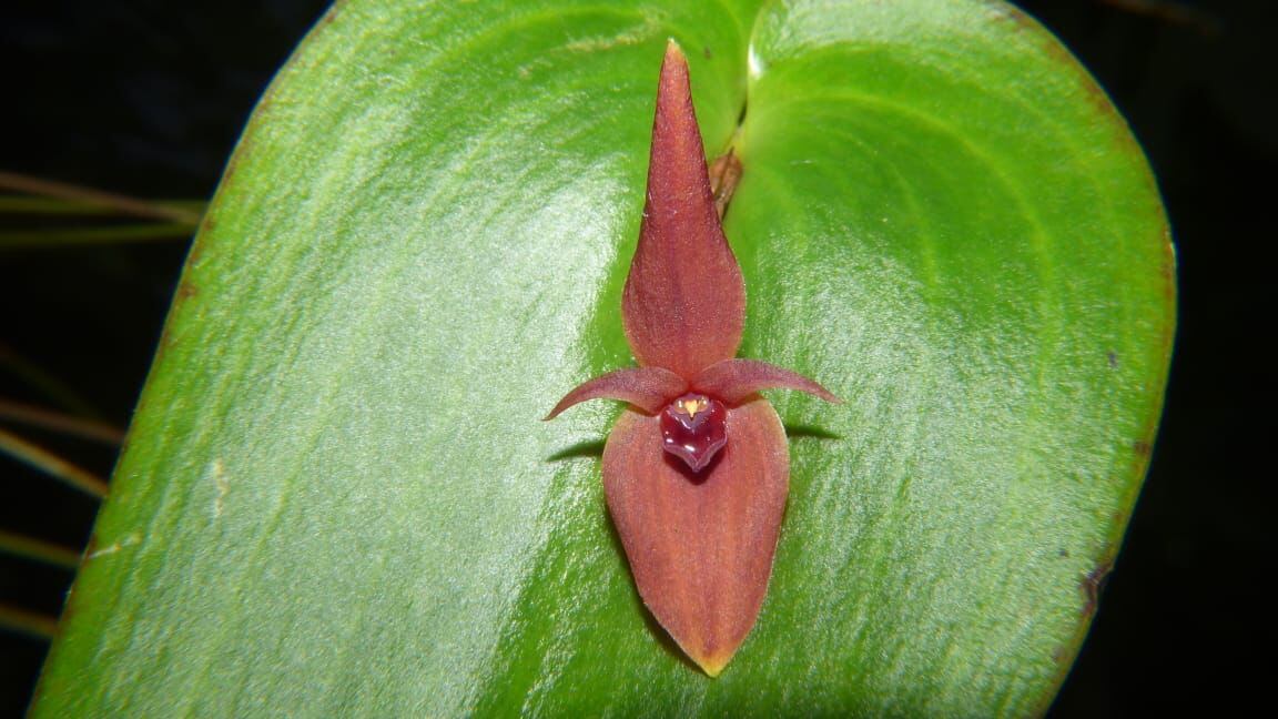 Fotos: Crédito Secretaría de Ambiente