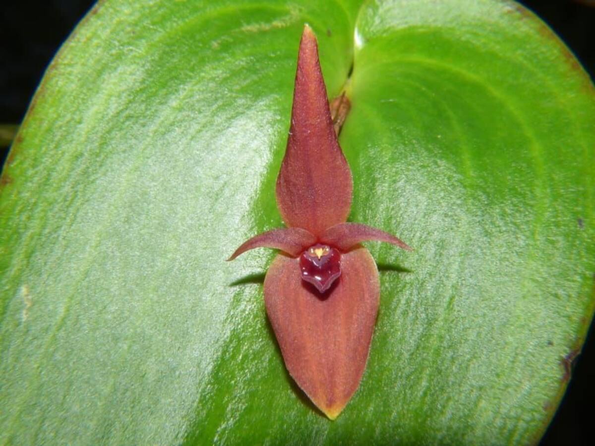Descubren nueva orquídea en inmediaciones del Nevado del Ruíz