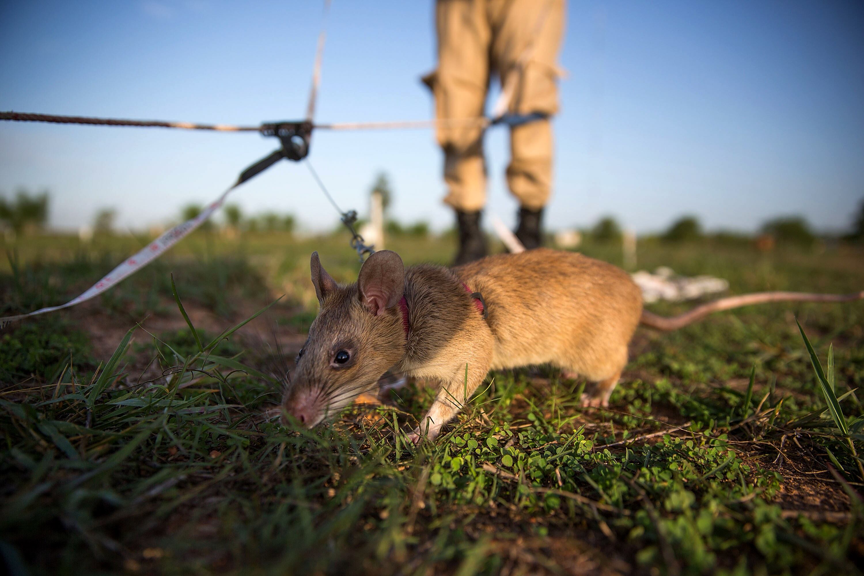 SIEM REAP, CAMBODIA - JULY 02:  Handlers train rats to detect different types of mines and unexploded ordnance on July 2, 2015 in Siem Reap, Cambodia. The Cambodian Mine Action Center (CMAC) working with the Belgian NGO APOPO has recently begun testing the feasibility of using large mine detection rats from Tanzania to help clear fields of mines and unexploded ordnance in one of the most bombed and mined countries in the world.  (Photo by Taylor Weidman/Getty Images)