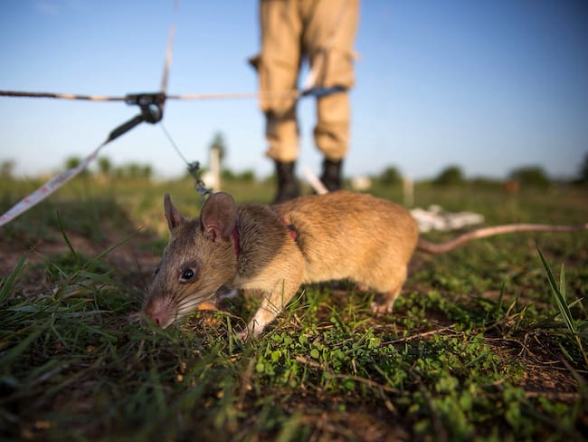 SIEM REAP, CAMBODIA - JULY 02:  Handlers train rats to detect different types of mines and unexploded ordnance on July 2, 2015 in Siem Reap, Cambodia. The Cambodian Mine Action Center (CMAC) working with the Belgian NGO APOPO has recently begun testing the feasibility of using large mine detection rats from Tanzania to help clear fields of mines and unexploded ordnance in one of the most bombed and mined countries in the world.  (Photo by Taylor Weidman/Getty Images)