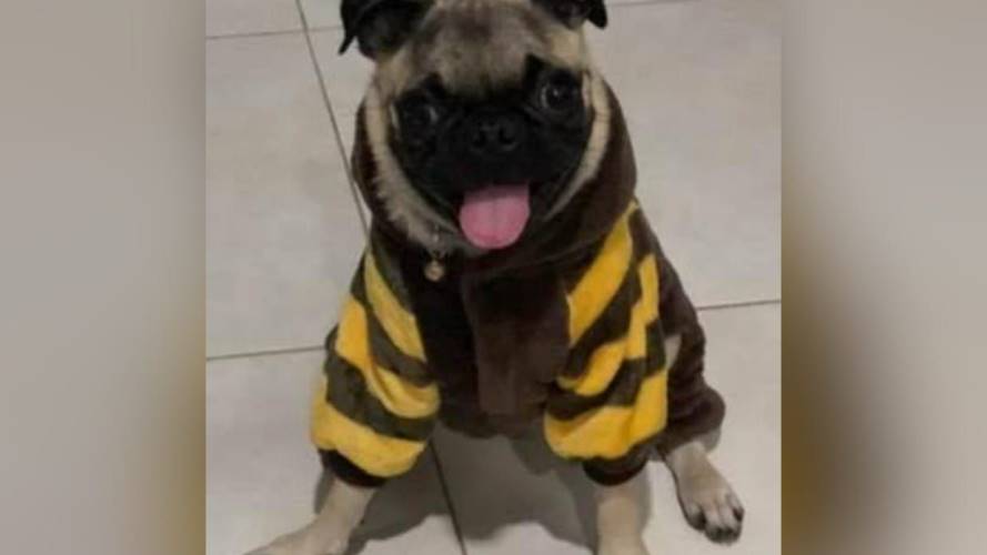 Julius. Créditos: Cortesía