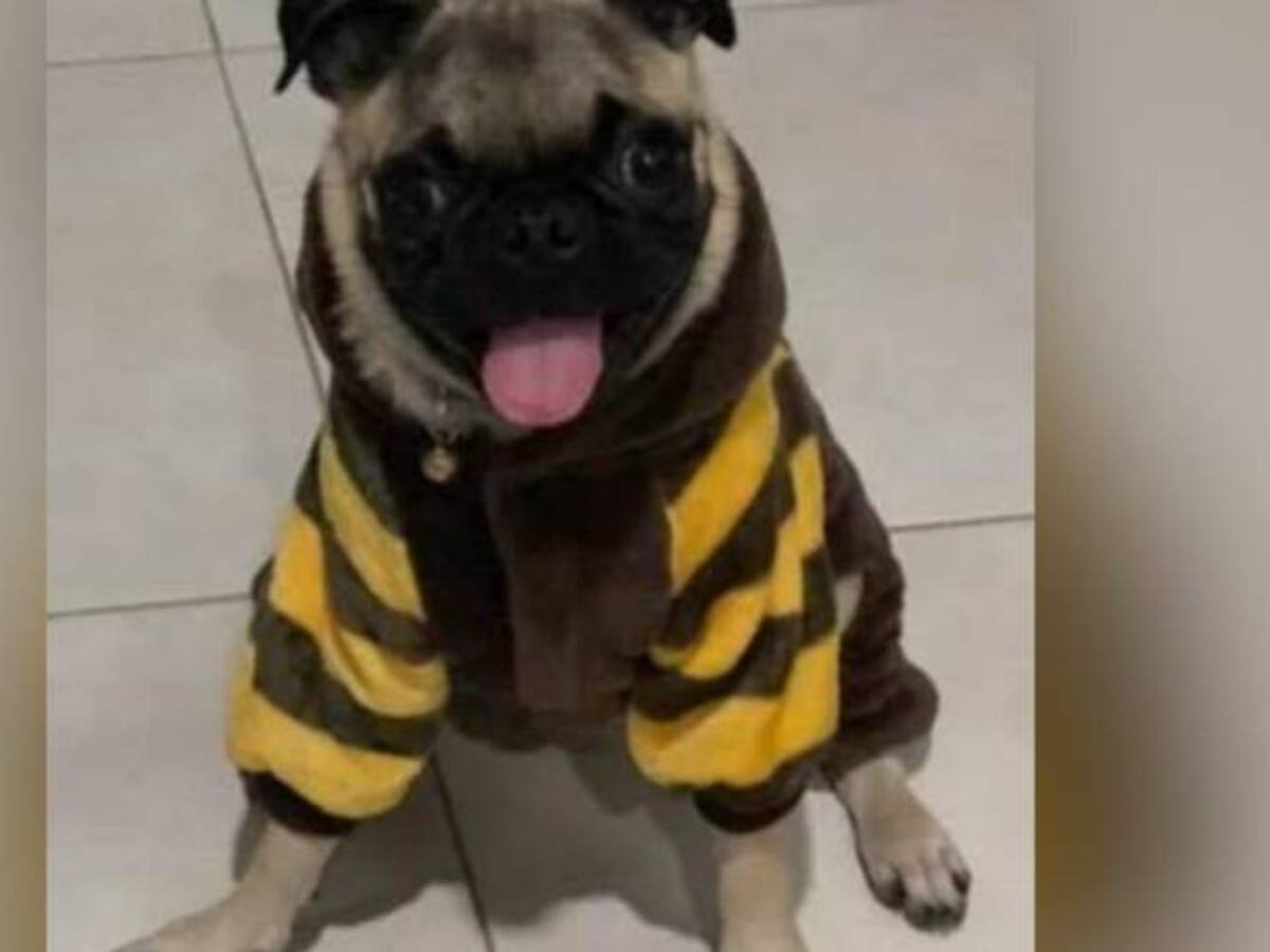 Judicializado hombre que asesinó a perro en Tolima