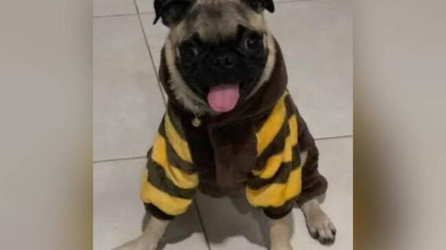 Julius. Créditos: Cortesía