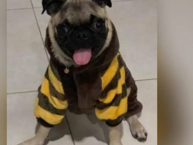 Julius. Créditos: Cortesía