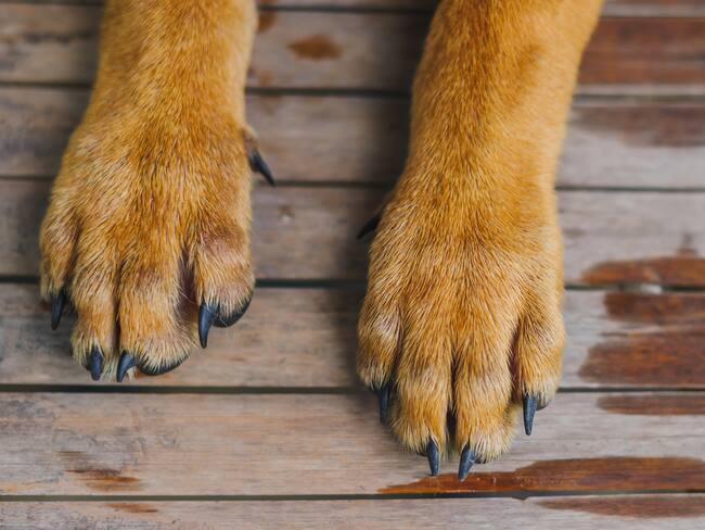 Denuncian que perro adoptado en perfectas condiciones fue devuelto con señales de maltrato