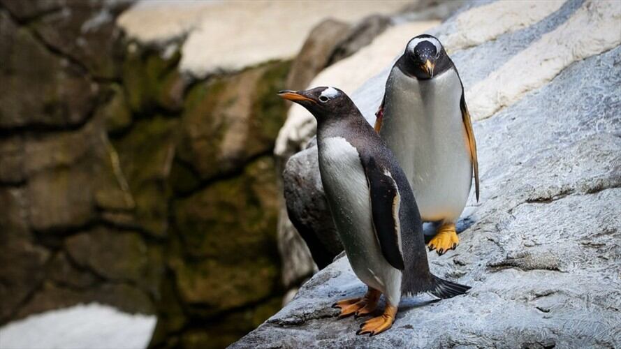 Veterinarios del acuario están realizando pruebas médicas a los animales para determinar la causa de la muerte.. Foto: VIRGINIE LEFOUR/BELGA MAG/AFP via Getty Images