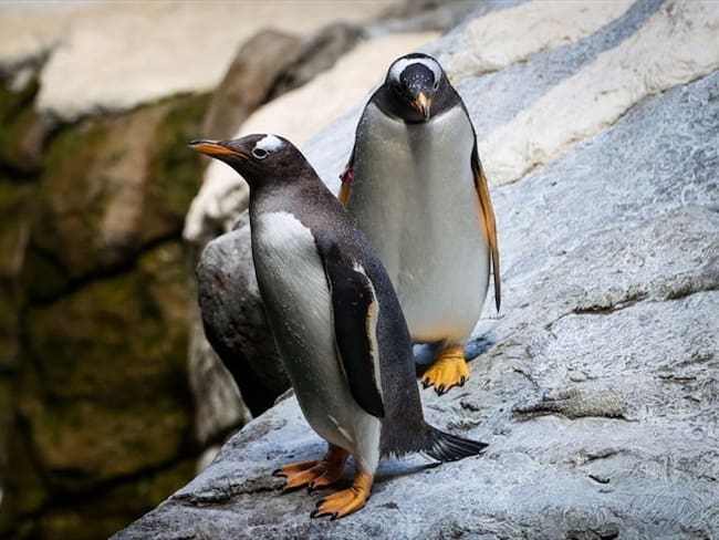 Veterinarios del acuario están realizando pruebas médicas a los animales para determinar la causa de la muerte.. Foto: VIRGINIE LEFOUR/BELGA MAG/AFP via Getty Images