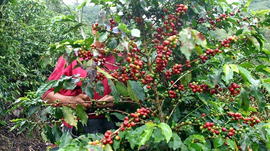 Fuerte caída de la producción de café en septiembre. Foto: Colprensa