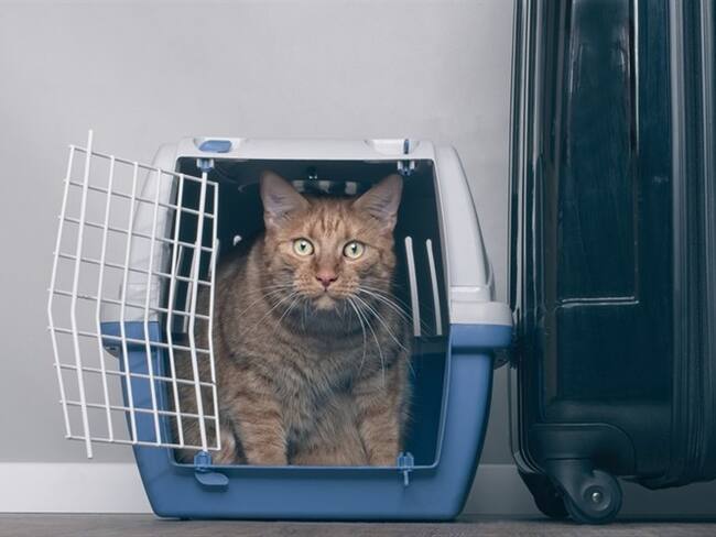 Lanzan una guía sobre el transporte de mascotas y animales en el país