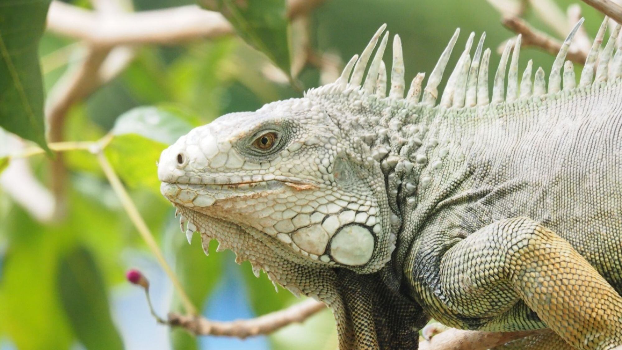 Iguana/ Corpamag 