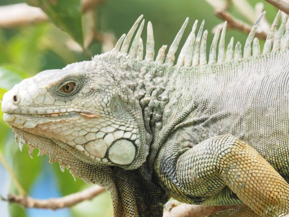 Corpamag adelanta jornadas para evitar el consumo de huevos de iguana