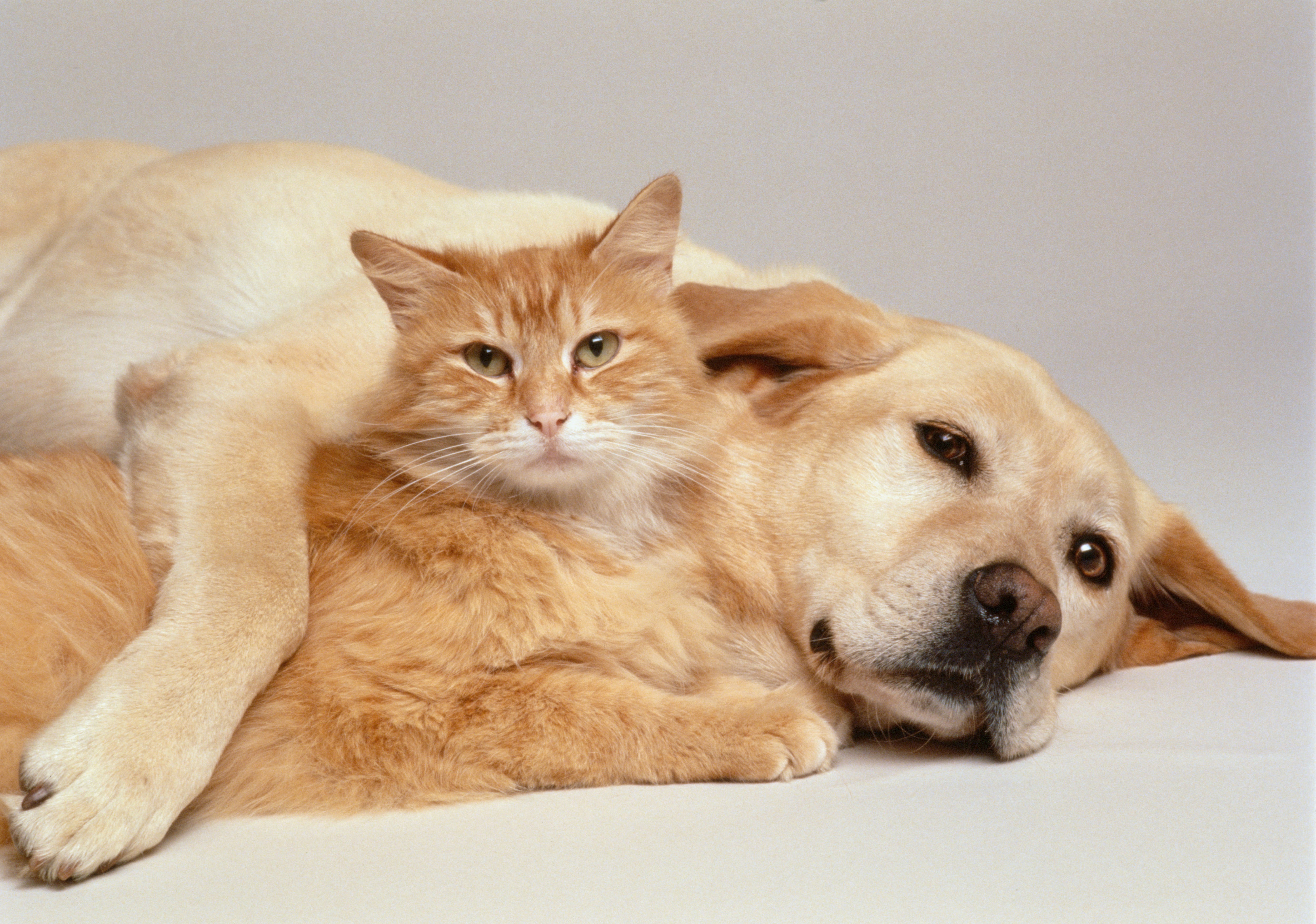 Perro y gato | Foto: GettyImages
