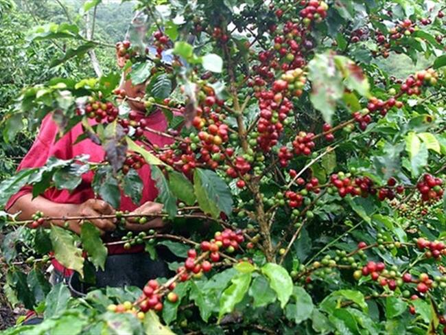 Café que producen excombatientes de las Farc en Cauca. Foto: Colprensa