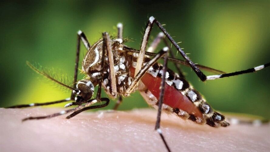 Mosco transmisor del dengue. Foto: Colprensa