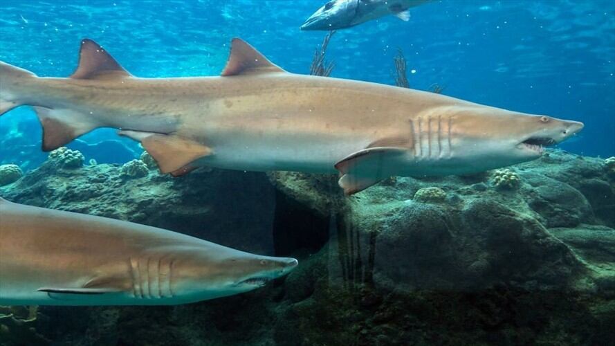 Tiburones en las payas de Florida. Foto: Getty Images