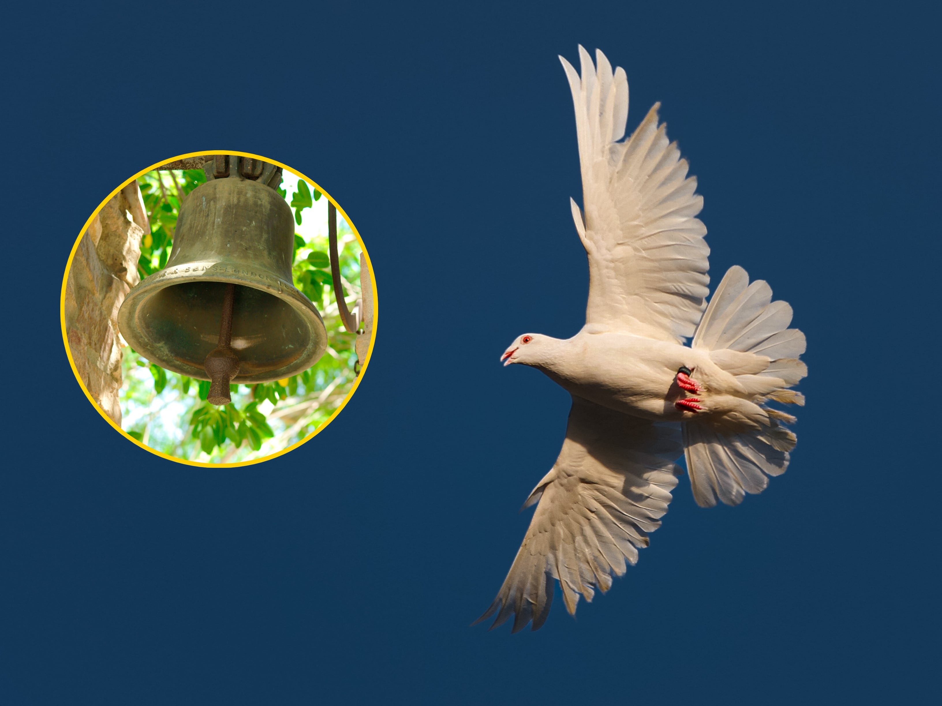 Paloma blanca. FOTO: Mirza Graphy / 500px