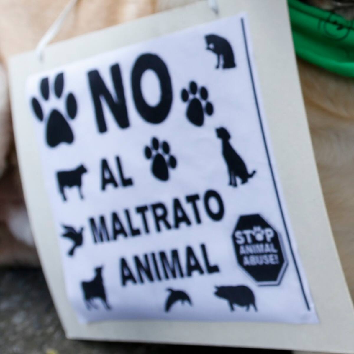 Brutal asesinato de perrita de 8 años conmueve al Valle del Cauca