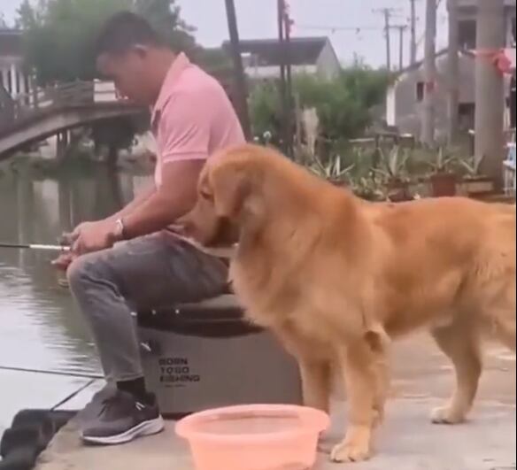 Video: El momento en que un perro devuelve el pez que su dueño sacó de un lago