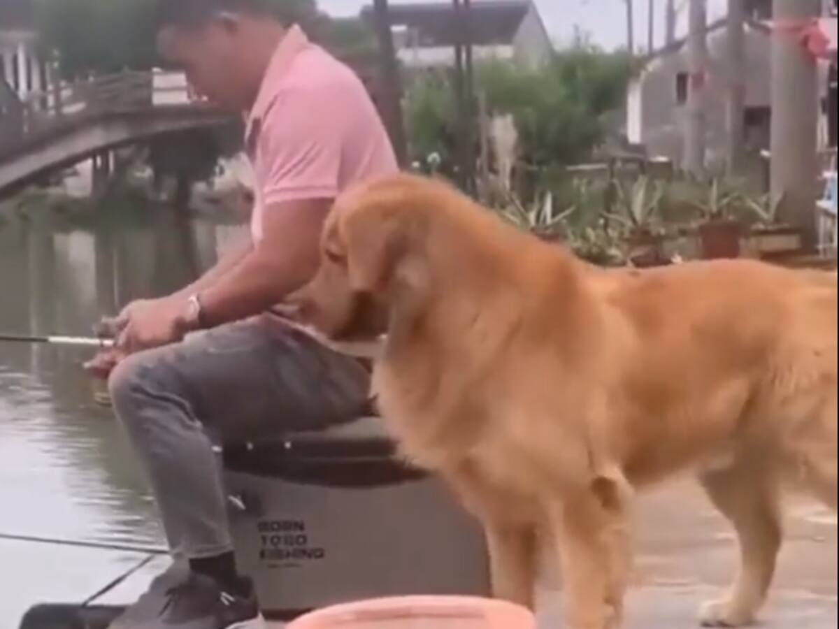 Video: El momento en que un perro devuelve el pez que su dueño sacó de un lago