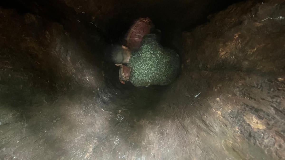 Narco-árbol en las selvas del Chocó fue descubierto con una tonelada de cocaína