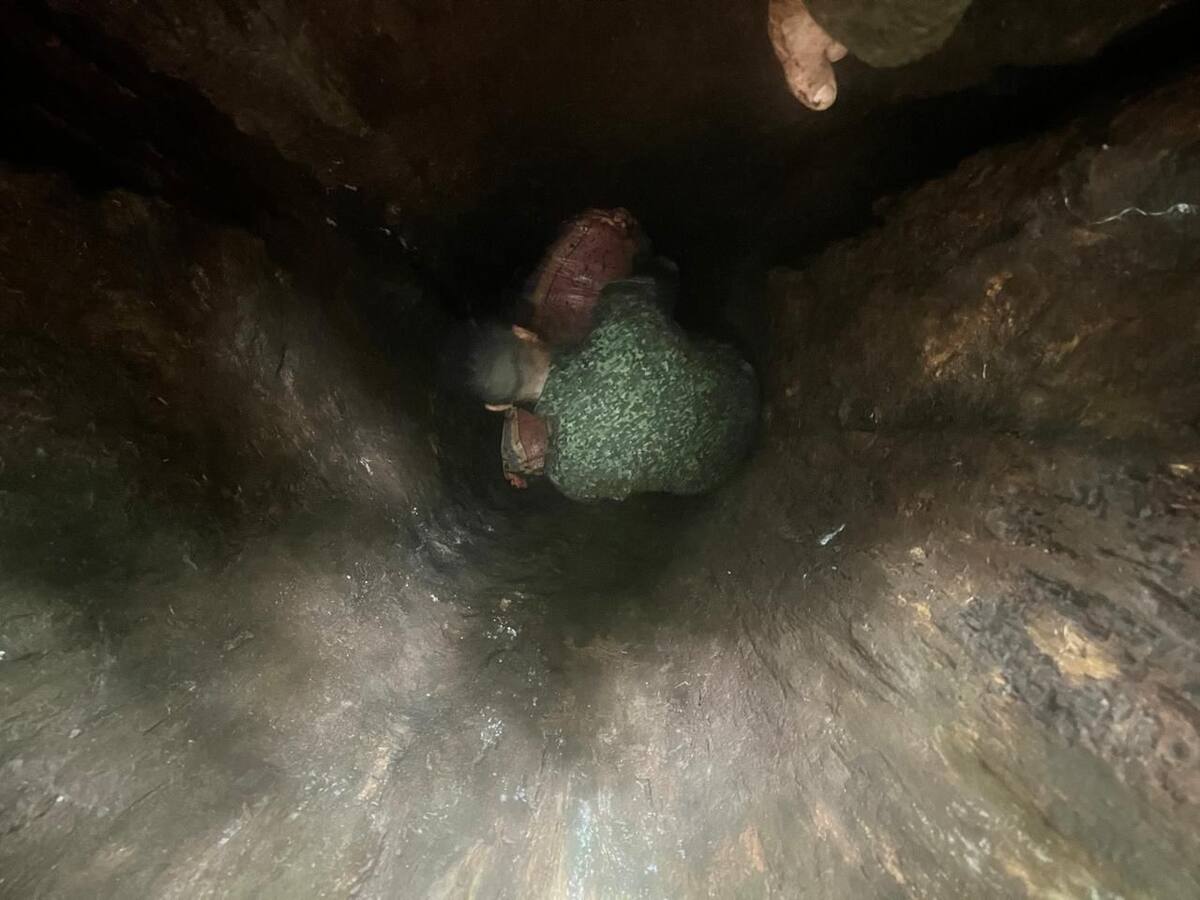 Narco-árbol en las selvas del Chocó fue descubierto con una tonelada de cocaína