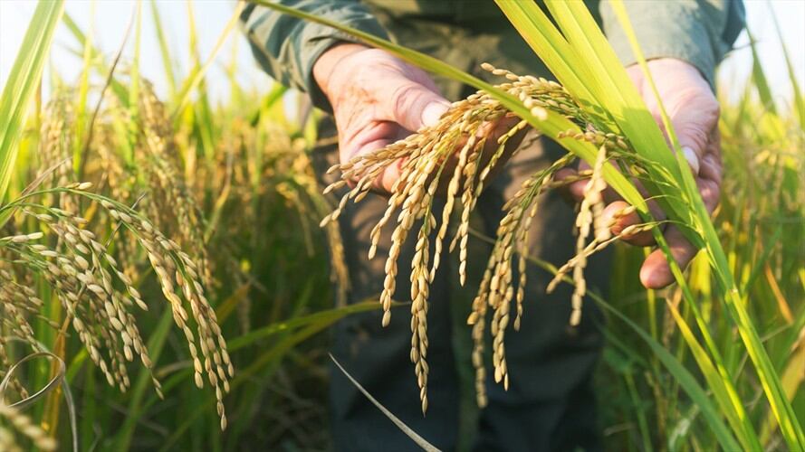 Convenio entre Fedearroz y la ADR para mejorar comercialización y producción de arroceros. Foto: Getty Images
