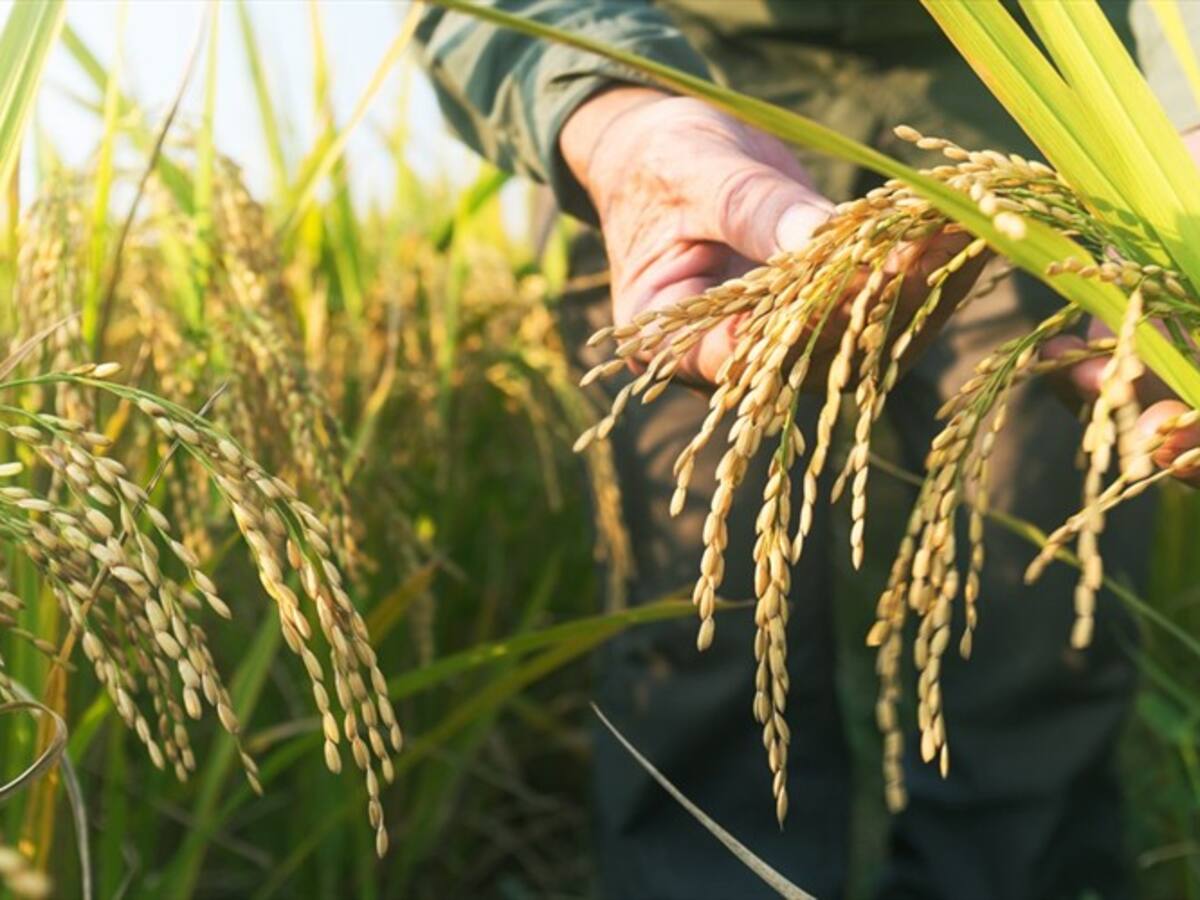 Firman convenio para mejorar comercialización y producción de arroz en el país