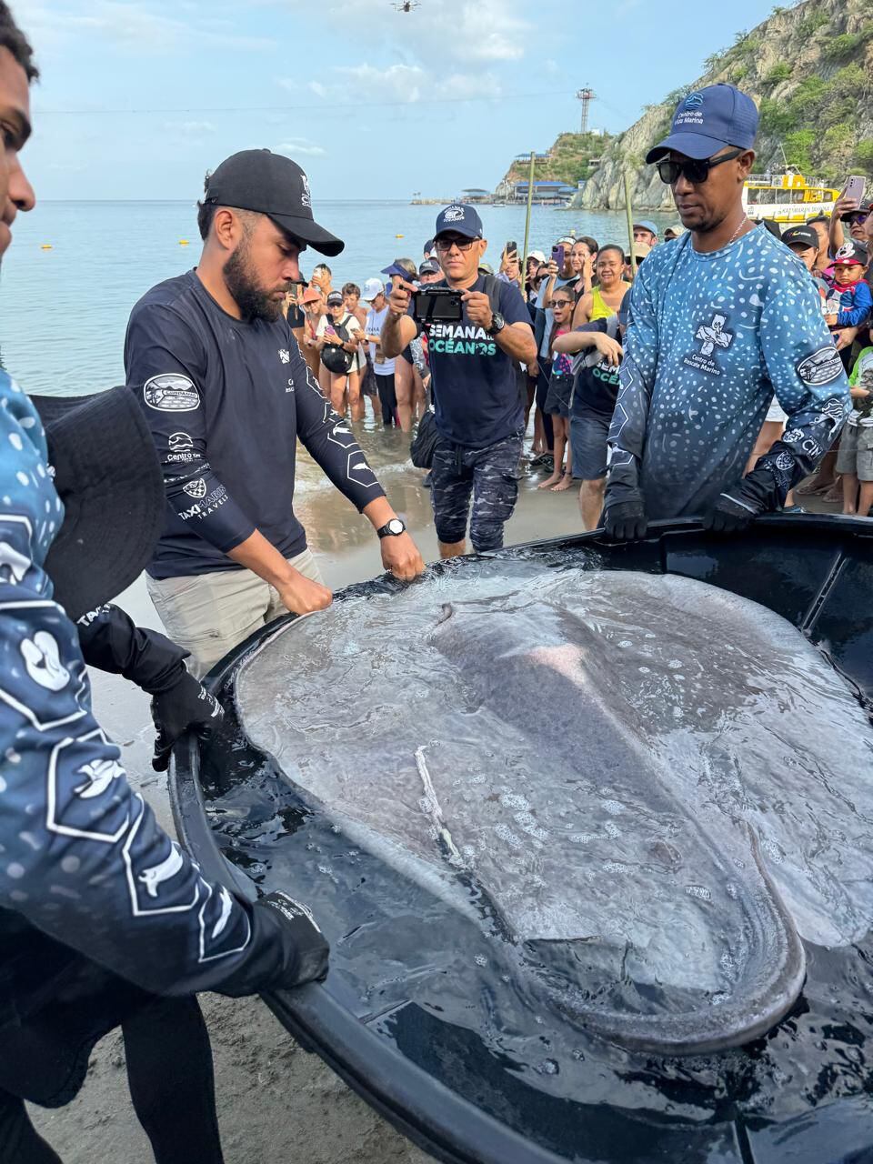 Liberación de de tiburones y mantarrayas. Foto: cortesía Corpamag
