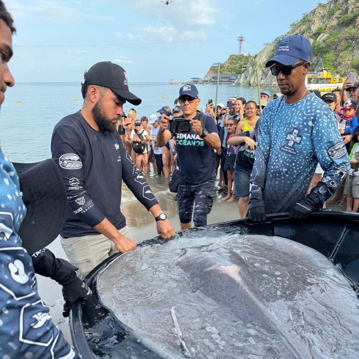 Culminó la semana de los océanos en Santa Marta con la liberación de tiburones y mantarrayas
