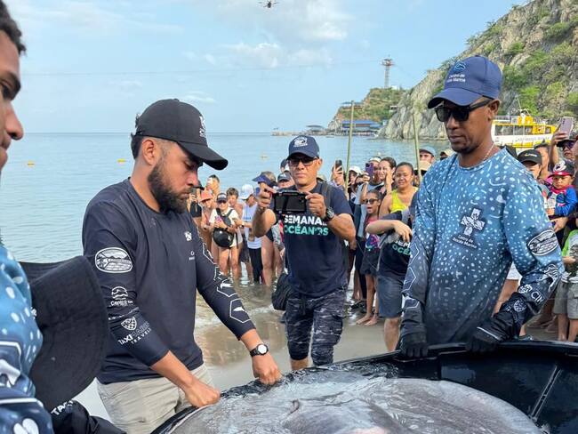 Liberación de de tiburones y mantarrayas. Foto: cortesía Corpamag