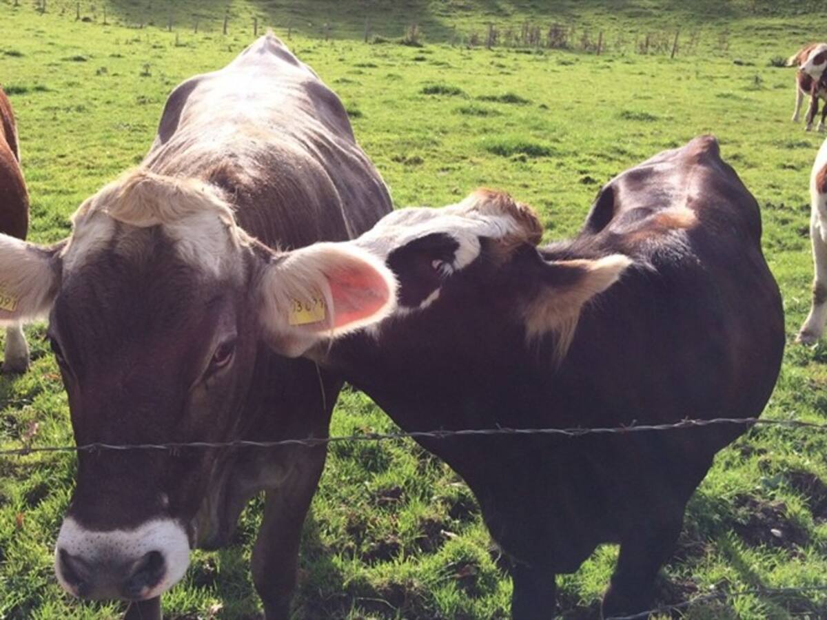 Egipto y Jordania le cierran las puertas al ganado santandereano por fiebre aftosa