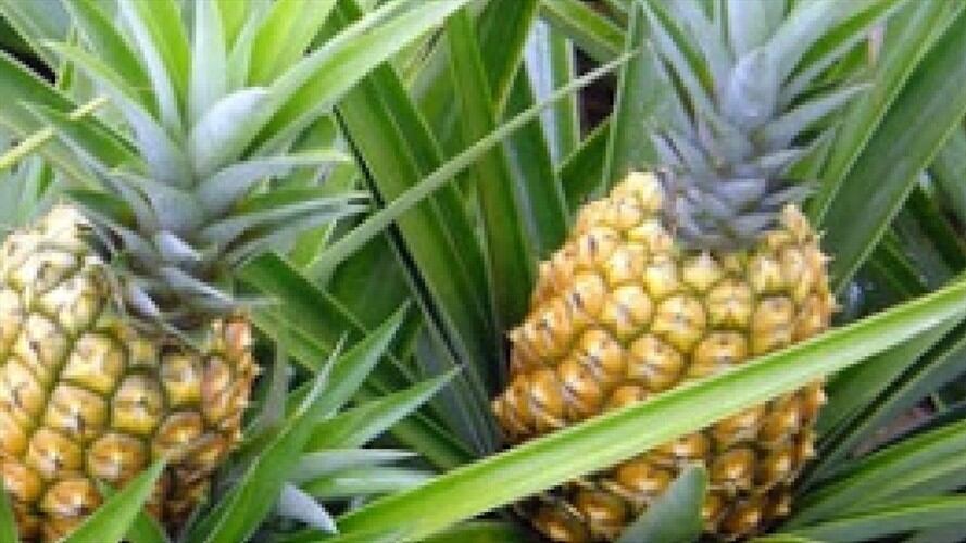 Piñatón Bucaramanga  . Foto: suministrada.