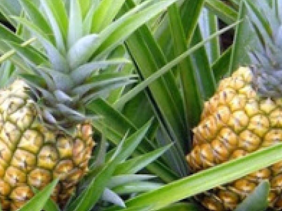 "Piñatón" en Bucaramanga para que no se pierda esta fruta