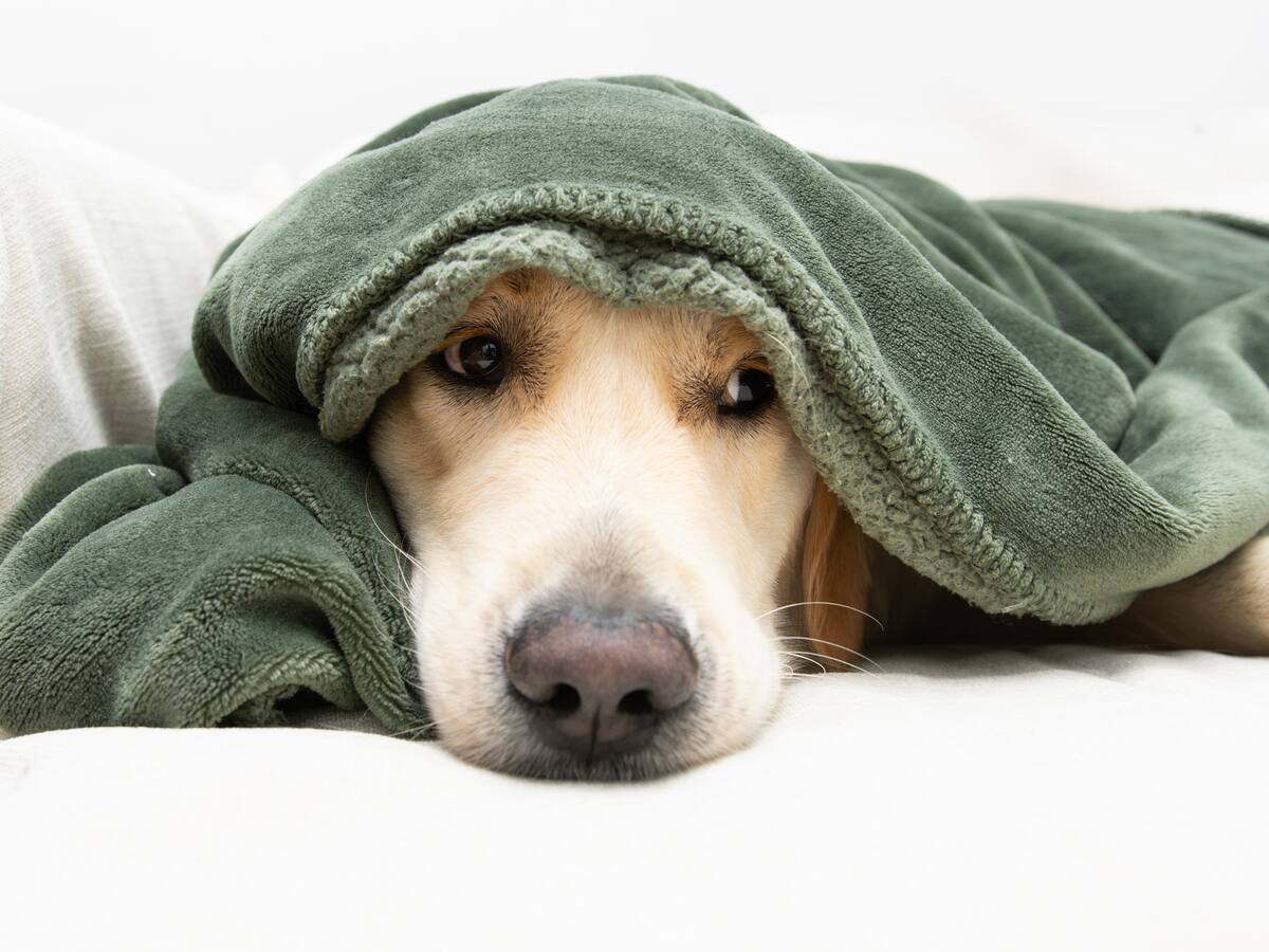 ¿Qué debe hacer si un animal tiene pánico por pólvora en temporada de Navidad?